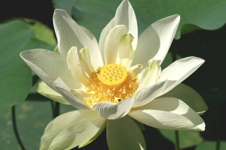 flower-3-cbg-macro-edit