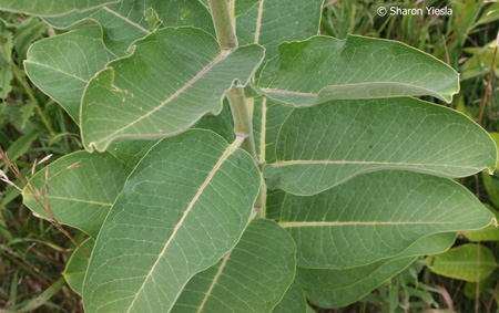milkweed-leaves