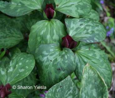 Trillium