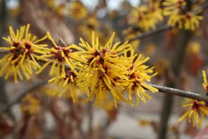 Flowers of hybrid witchhazel
