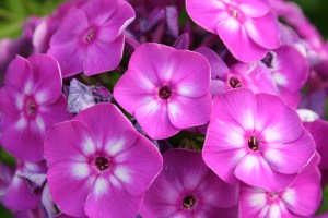 Flowers of 'Laura' garden phlox