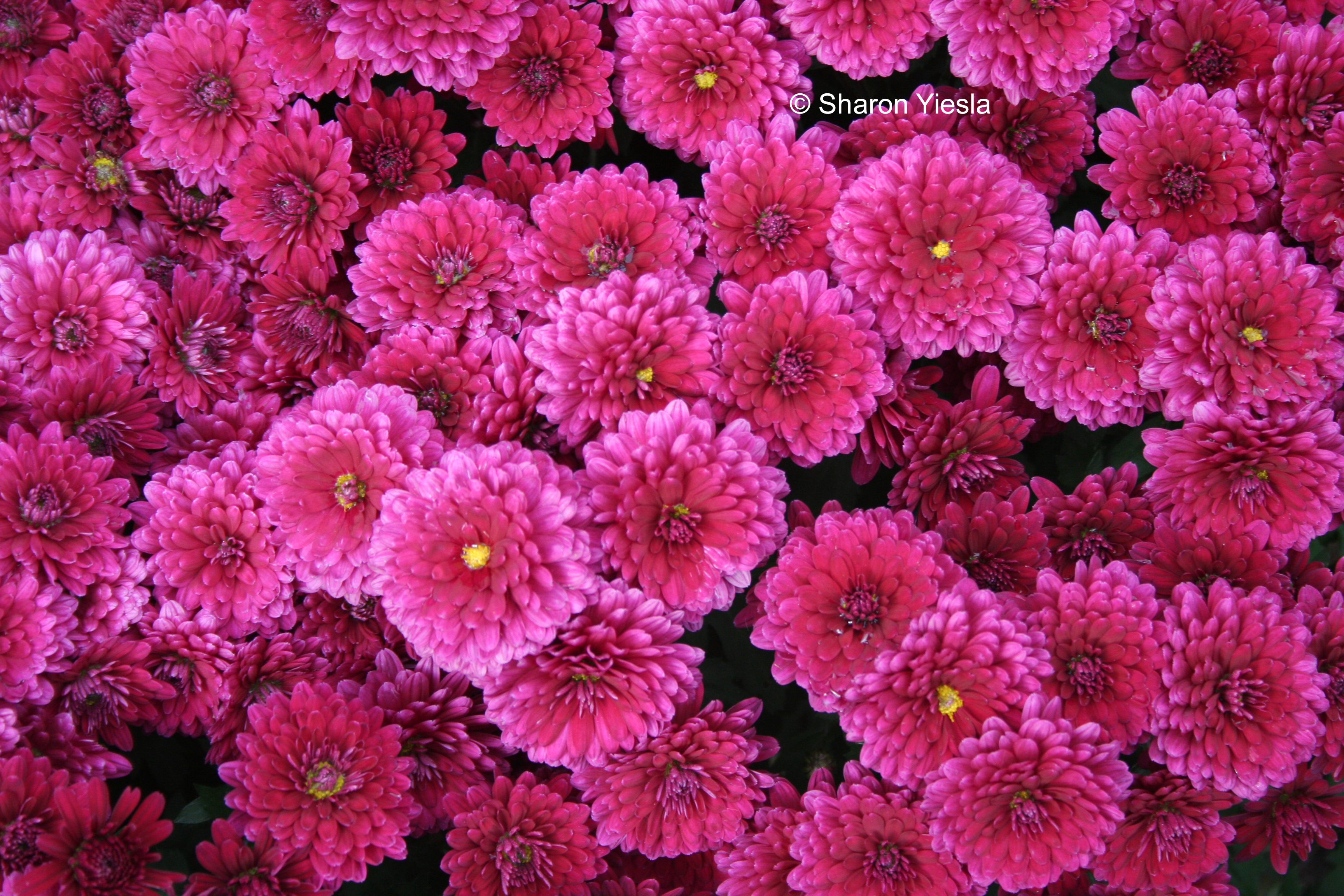 Bright pink mums for autumn