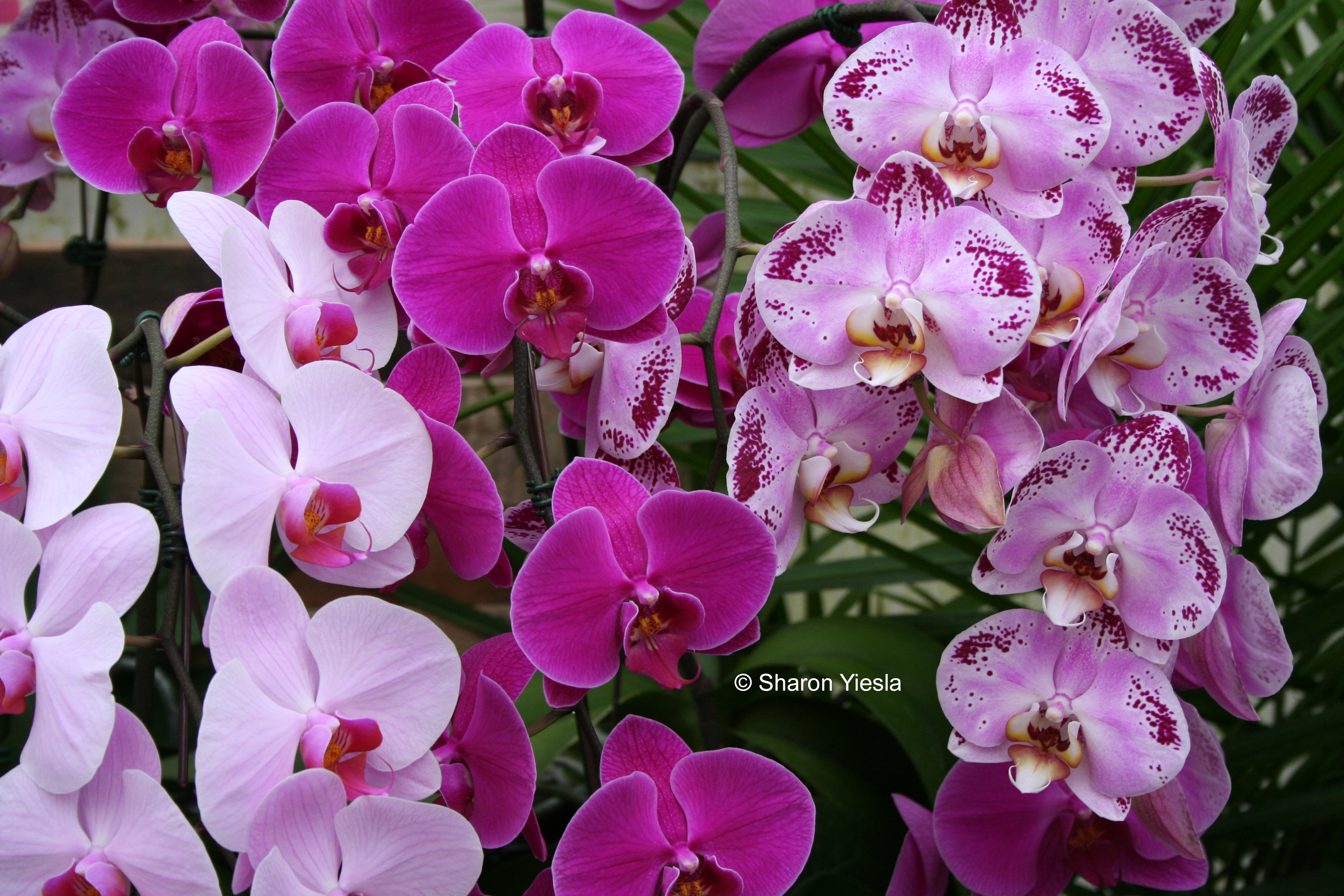 Moth orchids