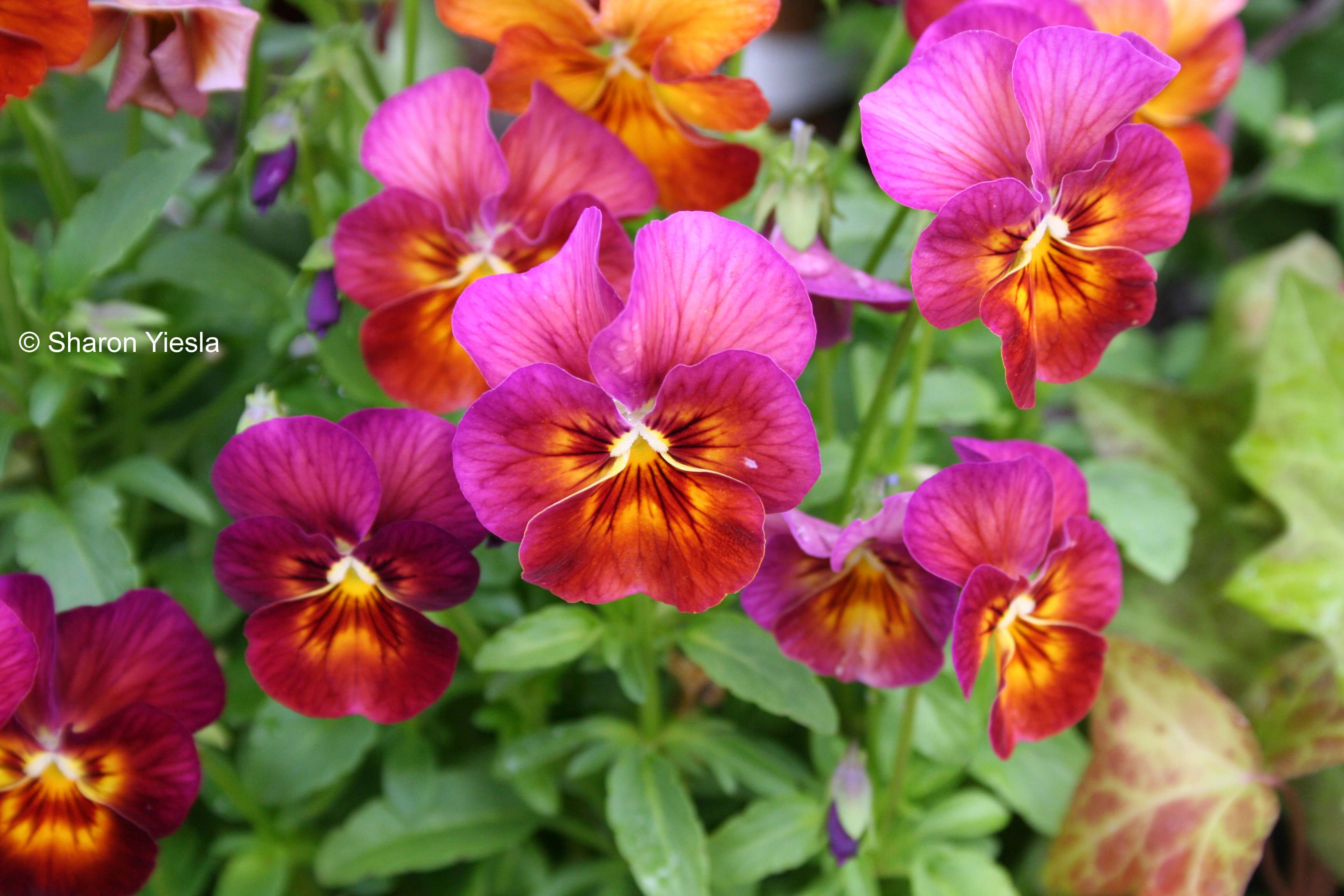 Pansy flowers